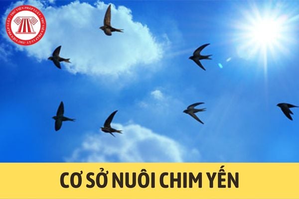 Cơ sở nuôi chim yến