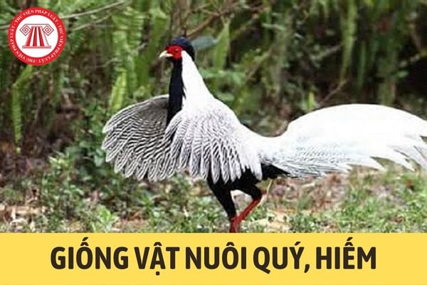 Giống vật nuôi quý, hiếm