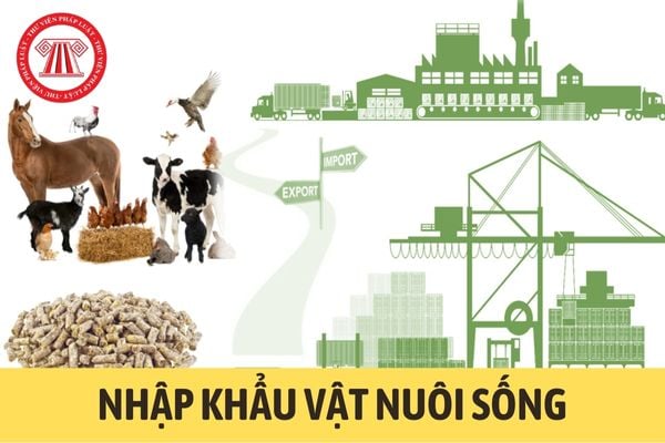 Nhập khẩu vật nuôi sống