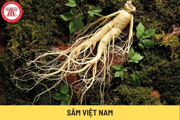Sâm Việt Nam