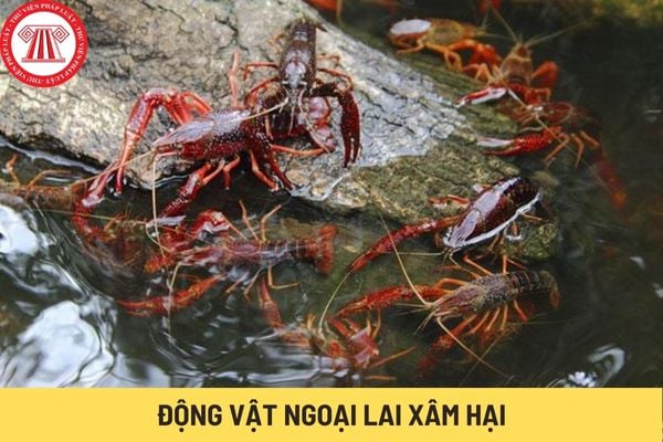 Động vật ngoại lai xâm hại