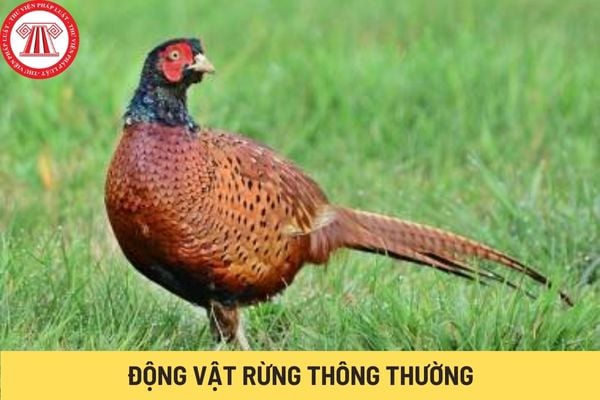 Động vật rừng thông thường