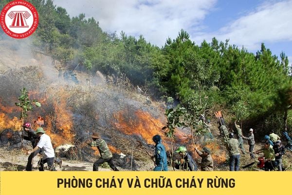 Phòng cháy và chữa cháy rừng