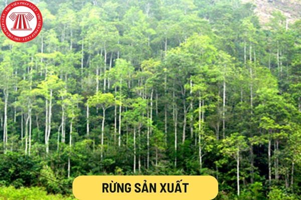 Rừng sản xuất