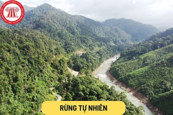 Rừng tự nhiên