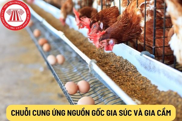 Chuỗi cung ứng thịt gia súc và gia cầm