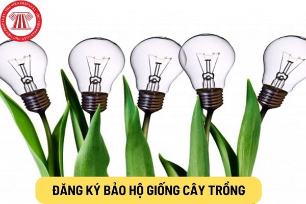 Đăng ký bảo hộ giống cây trồng