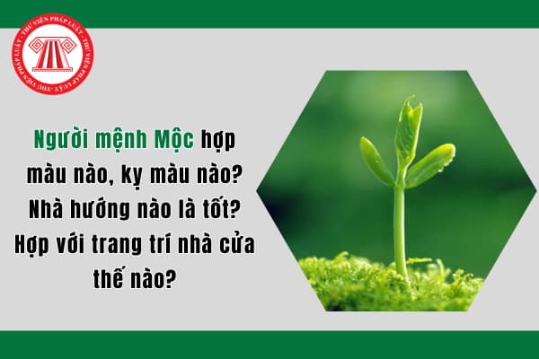 Người mệnh Mộc hợp màu nào, kỵ màu nào? Nhà hướng nào là tốt? Hợp với trang trí nhà cửa thế nào?