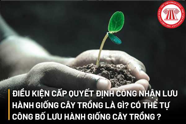 Điều kiện cấp Quyết định công nhận lưu hành giống cây trồng là gì? Có thể tự công bố lưu hành giống cây trồng hay không?