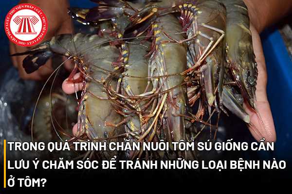 Trong quá trình chăn nuôi tôm sú giống cần lưu ý chăm sóc để tránh những loại bệnh nào ở tôm?