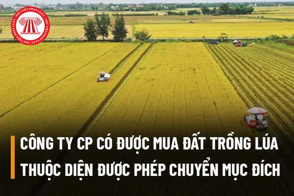 Công ty cổ phần có được mua đất trồng lúa thuộc diện được phép chuyển mục đích sử dụng đất do cơ quan nhà nước phê duyệt không?