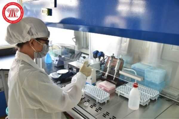 Tiến hành phương pháp PCR chẩn đoán bệnh hoại tử dưới vỏ và cơ quan tạo máu của tôm