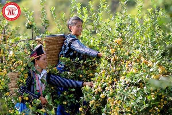 chương trình mục tiêu quốc gia phát triển kinh tế xã hội vùng đồng bào dân tộc thiểu số và miền núi giai đoạn 2021-2030