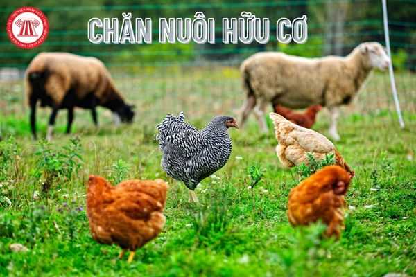 Chăn nuôi hữu cơ