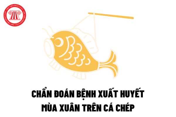 Chuẩn bị mẫu bệnh để tiến hành phương pháp nuôi cấy phân lập vi rút trên môi trường tế bào nhằm chẩn đoán bệnh xuất huyết mùa xuân trên cá chép như thế nào?