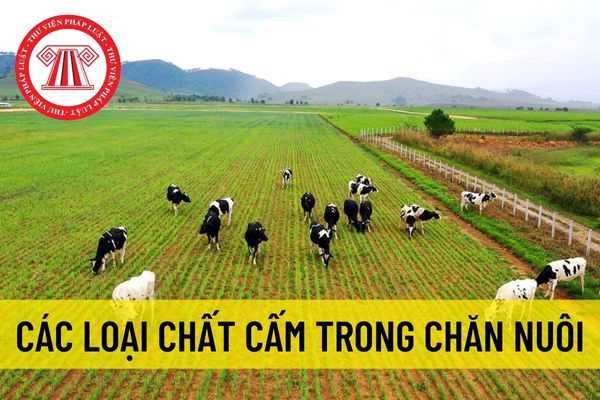 Các loại chất cấm trong chăn nuôi? Sử dụng chất cấm trong chăn nuôi bị phạt bao nhiêu tiền năm 2022?