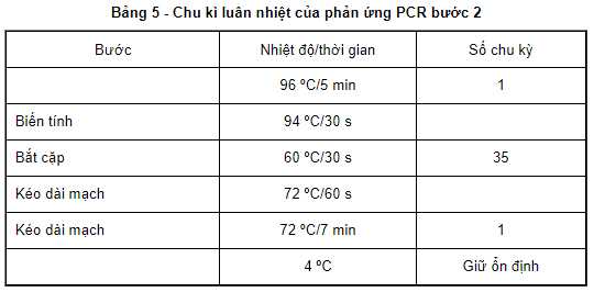 Chu kì luân nhiệt của phản ứng PCR bước 2