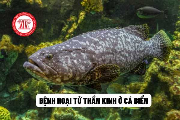 Bệnh hoại tử thần kinh ở cá biển