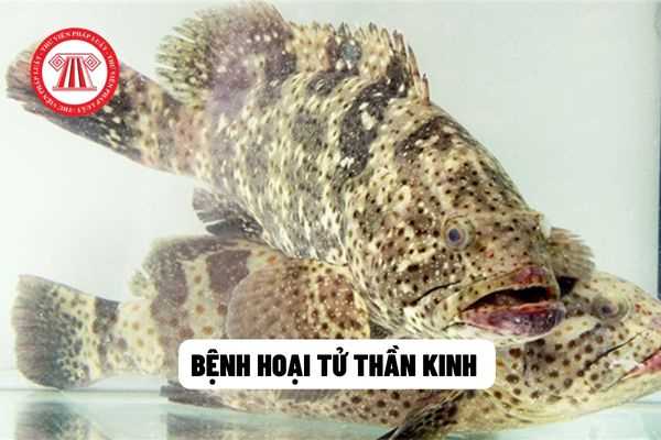 Bệnh hoại tử thần kinh 