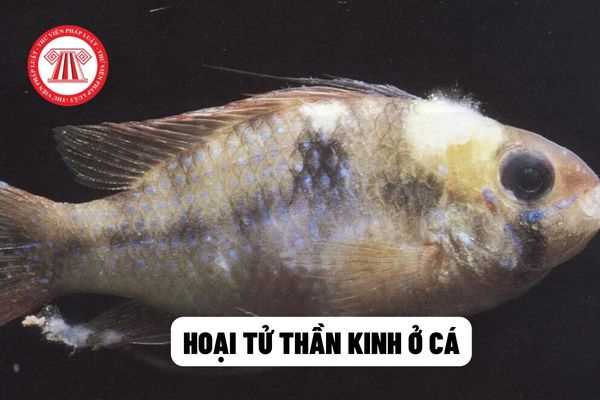 Bệnh hoại tử thần kinh ở cá