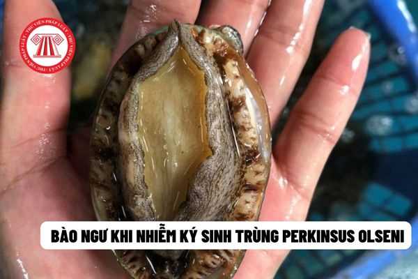  bào ngư khi nhiễm ký sinh trùng Perkinsus olseni