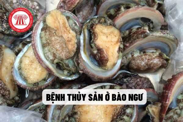 Bệnh thủy sản ở bào ngư