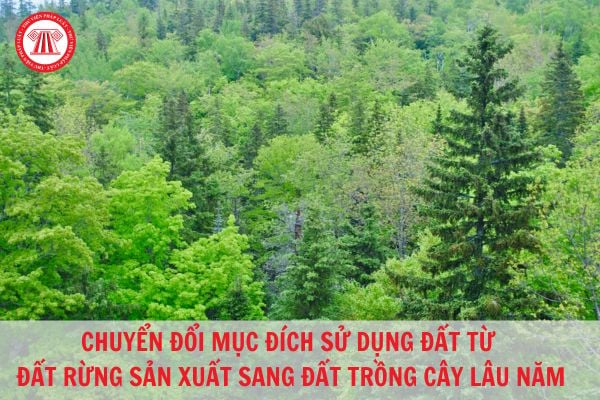 Có được chuyển đổi từ đất rừng sản xuất sang đất trồng cây lâu năm không? Mẫu đơn xin chuyển mục đích sử dụng đất mới nhất?