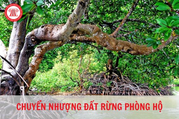 Đất rừng phòng hộ có được chuyển nhượng không?