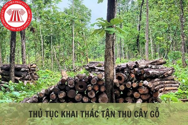 Tận thu gỗ trong rừng tự nhiên cần những giấy tờ nào?