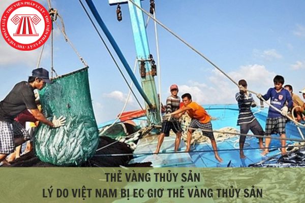 Thẻ vàng thủy sản là gì? Tại sao Việt Nam bị thẻ vàng thủy sản?