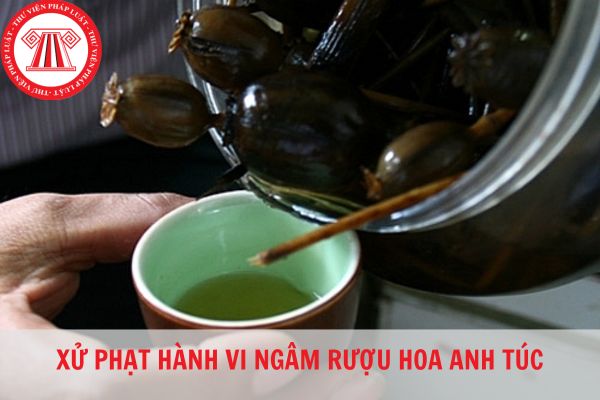 Ngâm rượu hoa anh túc có bị phạt không?