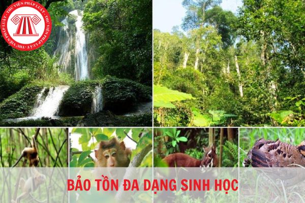 Bảo tồn đa dạng sinh học là gì? Thời kỳ quy hoạch tổng thể bảo tồn đa dạng sinh học là bao lâu?