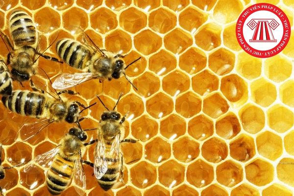 Việc kiểm tra, giám sát cơ sở sản xuất mật ong xuất khẩu về vệ sinh thú y và an toàn thực phẩm được quy định như thế nào?