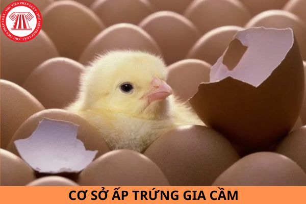 Vệ sinh thú y cơ sở ấp trứng gia cầm phải đảm bảo các quy định kỹ thuật như thế nào theo Quy chuẩn kỹ thuật Quốc gia QCVN 01-82:2011/BNNPTNT?