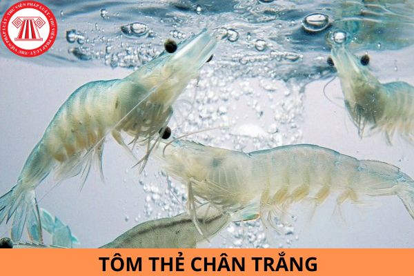 Tôm thẻ chân trắng phải đảm bảo các quy định về kỹ thuật như thế nào theo Quy chuẩn kỹ thuật quốc gia QCVN 02-34-1:2021/BNNPTNT?