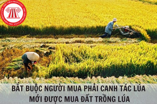 Bắt buộc người mua phải canh tác lúa thì mới được mua đất trồng lúa đúng không?
