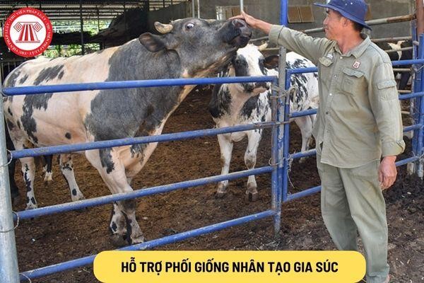 Cơ sở chăn nuôi sẽ được hỗ trợ công phối giống nhân tạo gia súc trâu bò tối đa là bao nhiêu tiền?