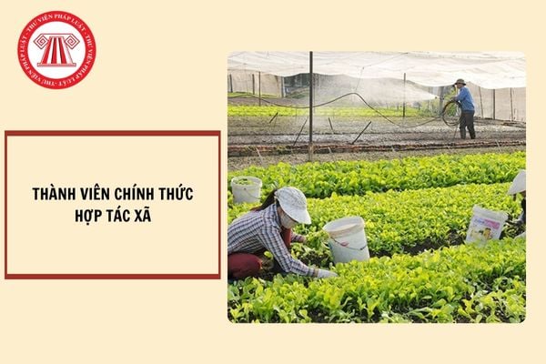 Điều kiện trở thành thành viên chính thức của hợp tác xã? Thành viên chính thức của hợp tác xã có các quyền nào?