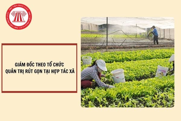 Nhiệm kỳ của Giám đốc theo tổ chức quản trị rút gọn tại Hợp tác xã là bao lâu?