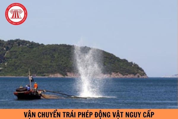 Mức phạt tù cao nhất đối với cá nhân vận chuyển trái phép động vật nguy cấp, quý, hiếm được ưu tiên bảo vệ bao nhiêu năm tù?