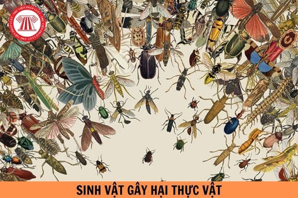 Các yêu cầu chung đối với phòng giám định sinh vật gây hại thực vật được quy định theo Tiêu chuẩn quốc gia TCVN 13734 : 2023?