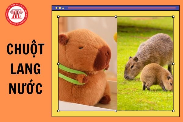 Capybara là con gì? Capybara có ở Việt Nam không? Chuột lang nước Capybara có được xem là vật nuôi không?