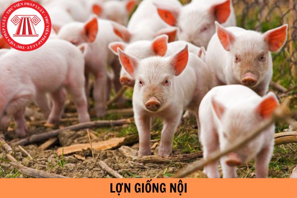 Lợn giống nội có yêu cầu về ngoại hình như thế nào theo Tiêu chuẩn Việt Nam TCVN 9713:2013?