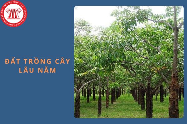 Đất trồng cây lâu năm có tách thửa đất không được không?