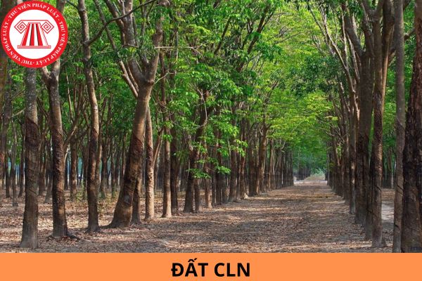 Đất CLN là đất gì? Đất CLN không sử dụng bao lâu thì bị thu hồi đất?