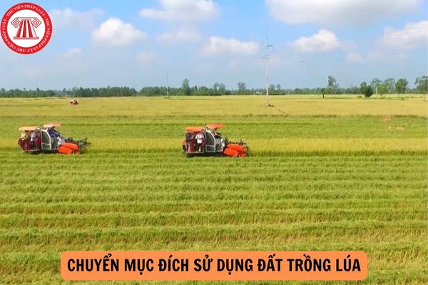 Điều kiện chuyển mục đích sử dụng đất trồng lúa từ 01/8/2024 như thế nào?