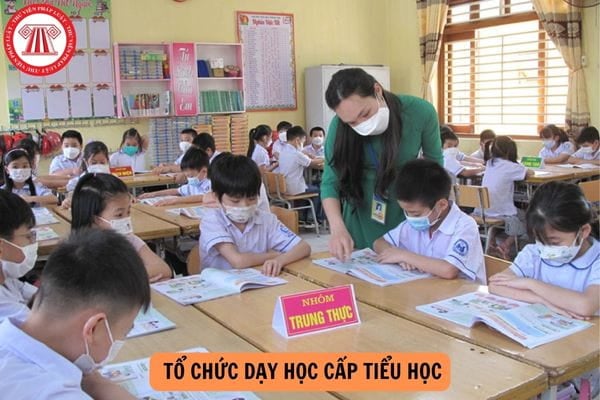 Hướng dẫn tổ chức dạy học cấp tiểu học năm học 2024-2025?