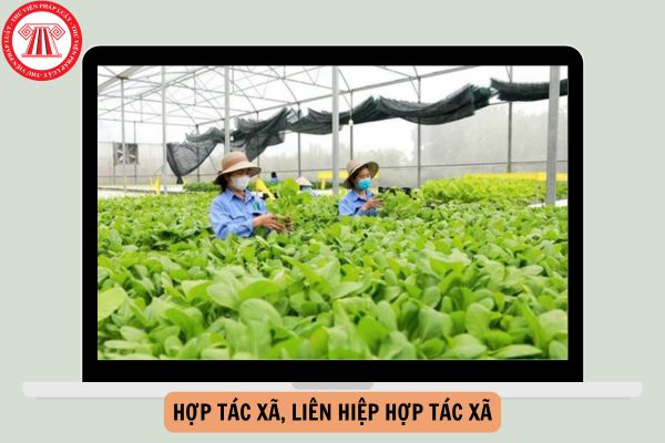 Hợp tác xã là gì? Liên hiệp hợp tác xã là gì? Ví dụ về hợp tác xã, liên hiệp hợp tác xã?