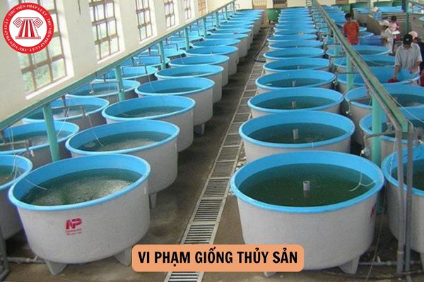 Mức phạt mới nhất về vi phạm giống thủy sản được quy định như thế nào?