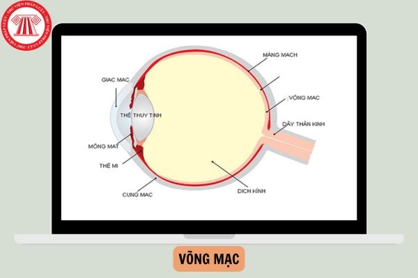 Võng mạc là gì? Cấu tạo võng mạc như thế nào? Võng mạc có tác dụng gì?